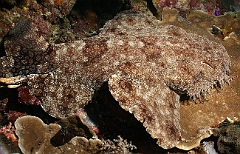 Raja Ampat 2016 - Eucrossorhinus Daypogon - Tasselled Wobbegon - Requin Tapis barbus - IMG_5325_rc